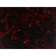 ACOUSTIC PICKGUARD BLANK ADHESIVE 29 x 24 x 0.6cm TORTOISE