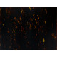 MATIERE BRUTE CELLULO PLAQUE ACOUSTIQUE (300 x 250 x 1.5mm) TORTOISE MARRON